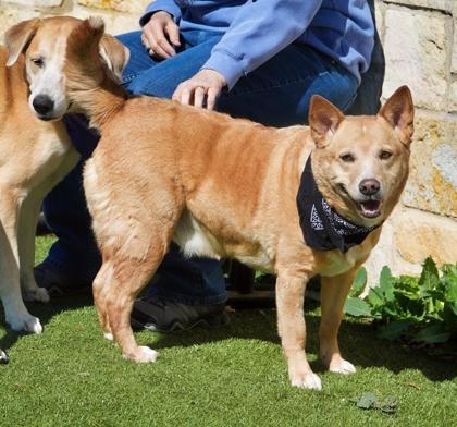 Enlarge Finik, a Adoptable mixed breed in North Richland Hills, TX image 2/3