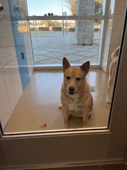 Enlarge Finik, a Adoptable mixed breed in North Richland Hills, TX image 1/1