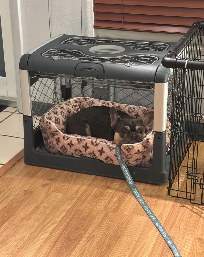 Bailey Risotto -  4283 Florida, Adoptable, Young Male French Bulldog.