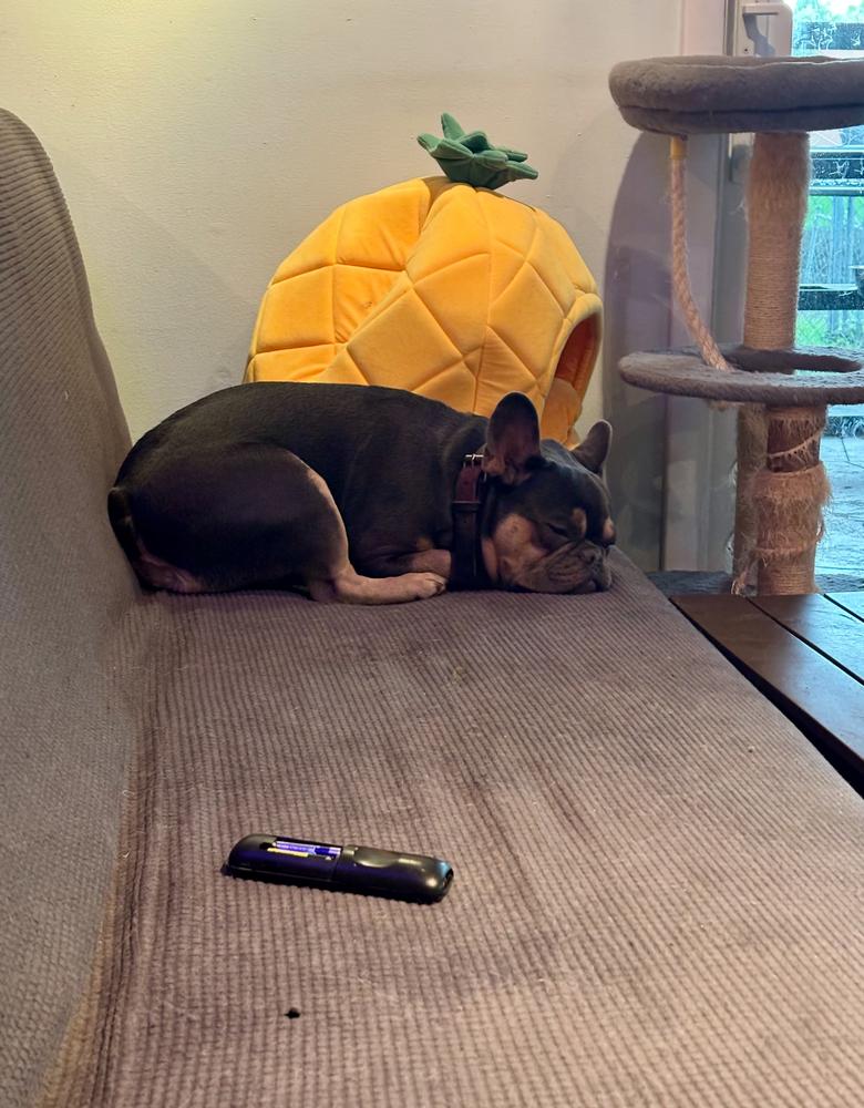 Bailey Risotto - 4283 Florida, a Adoptable French Bulldog in Maryville, TN image 2/6