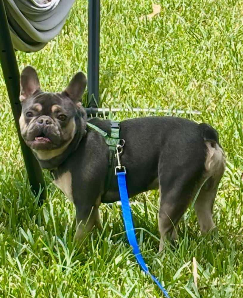 Bailey Risotto - 4283 Florida, a Adoptable French Bulldog in Maryville, TN image 3/6