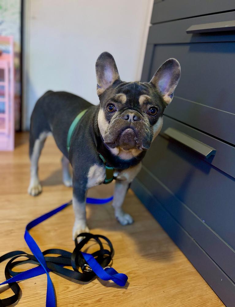 Bailey Risotto - 4283 Florida, a Adoptable French Bulldog in Maryville, TN image 4/6