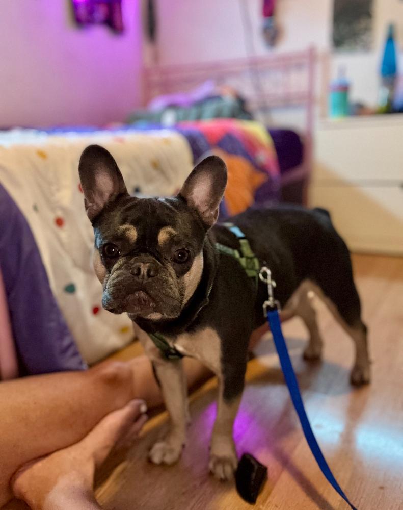 Bailey Risotto - 4283 Florida, a Adoptable French Bulldog in Maryville, TN image 5/6