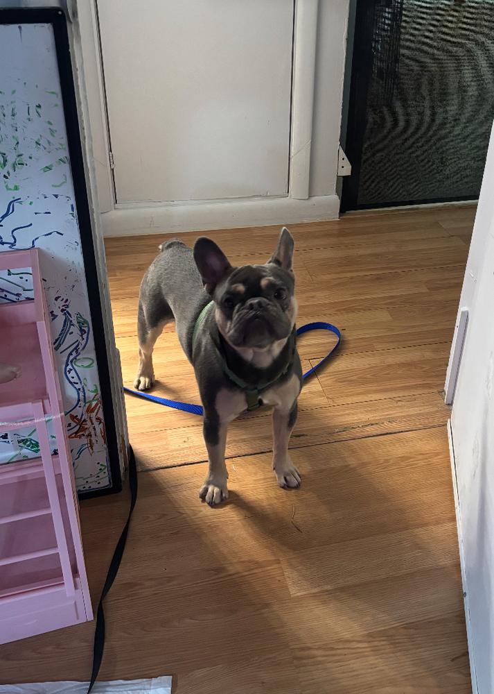 Bailey Risotto - 4283 Florida, a Adoptable French Bulldog in Maryville, TN image 6/6