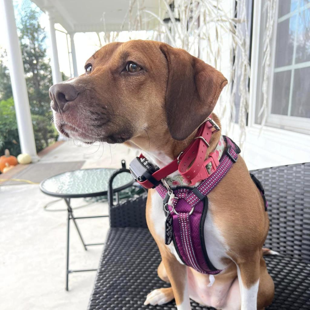 Enlarge Bonnie, a Adoptable mixed breed in Bailey, NC image 1/6