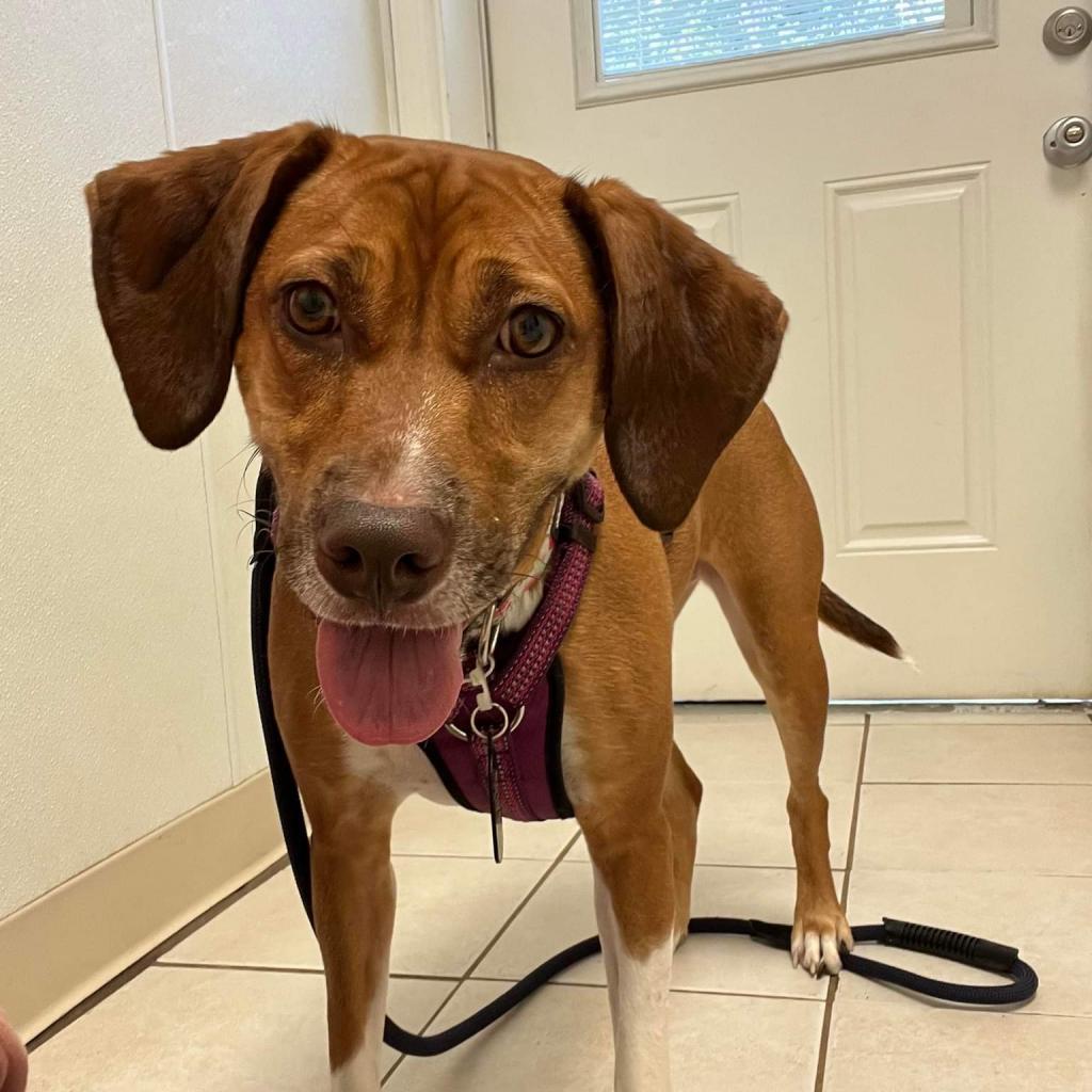 Bonnie, a Adoptable mixed breed in Bailey, NC image 2/6