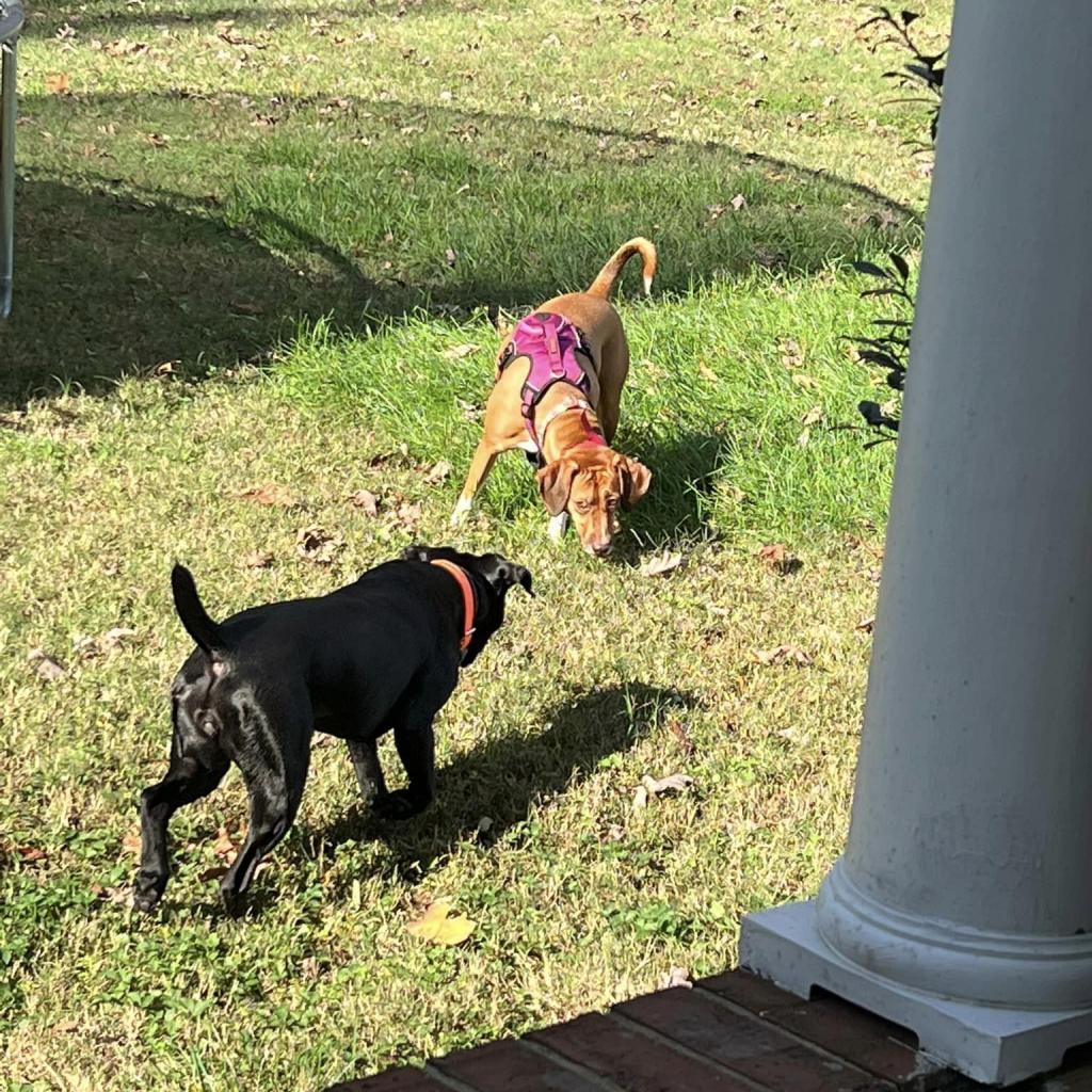 Bonnie, a Adoptable mixed breed in Bailey, NC image 4/6