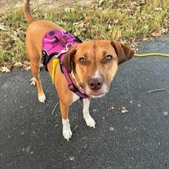 Bonnie, a Adoptable mixed breed in Bailey, NC image 5/6