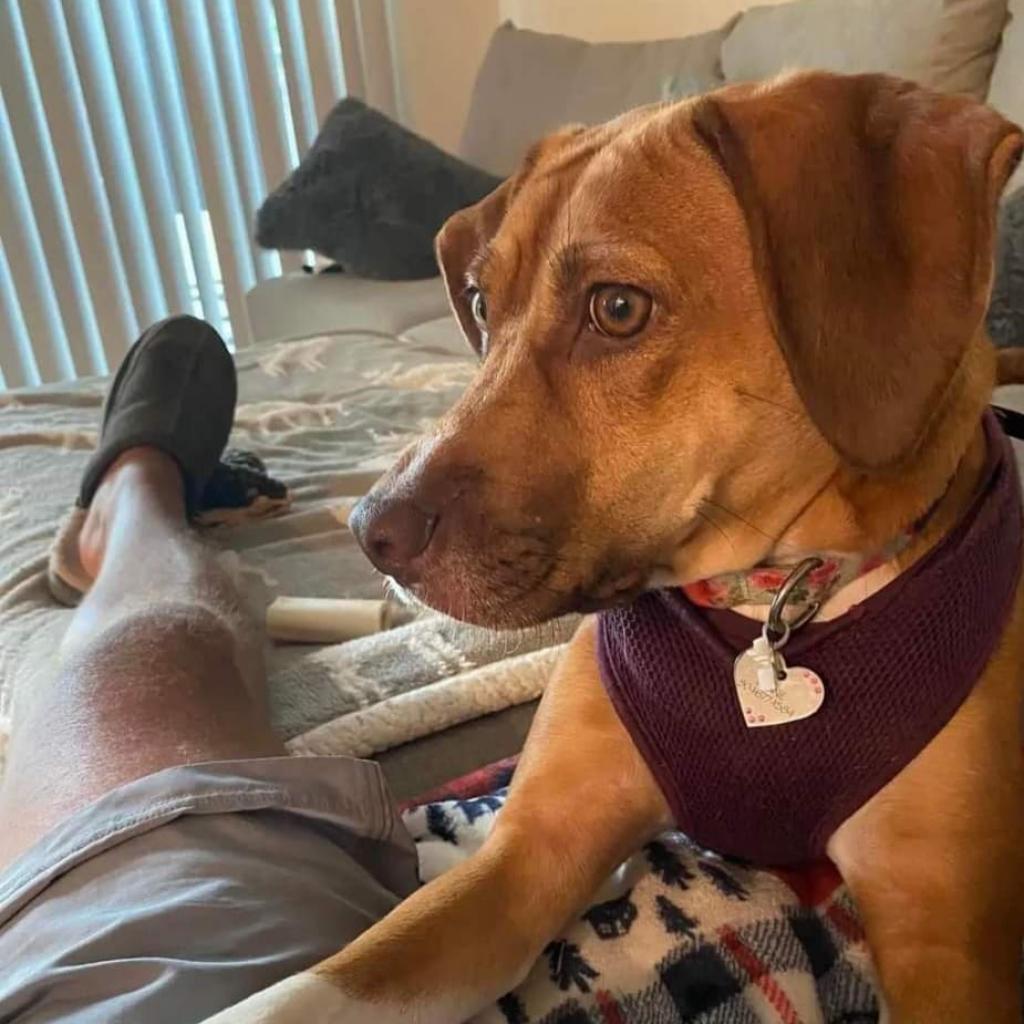 Bonnie, a Adoptable mixed breed in Bailey, NC image 6/6