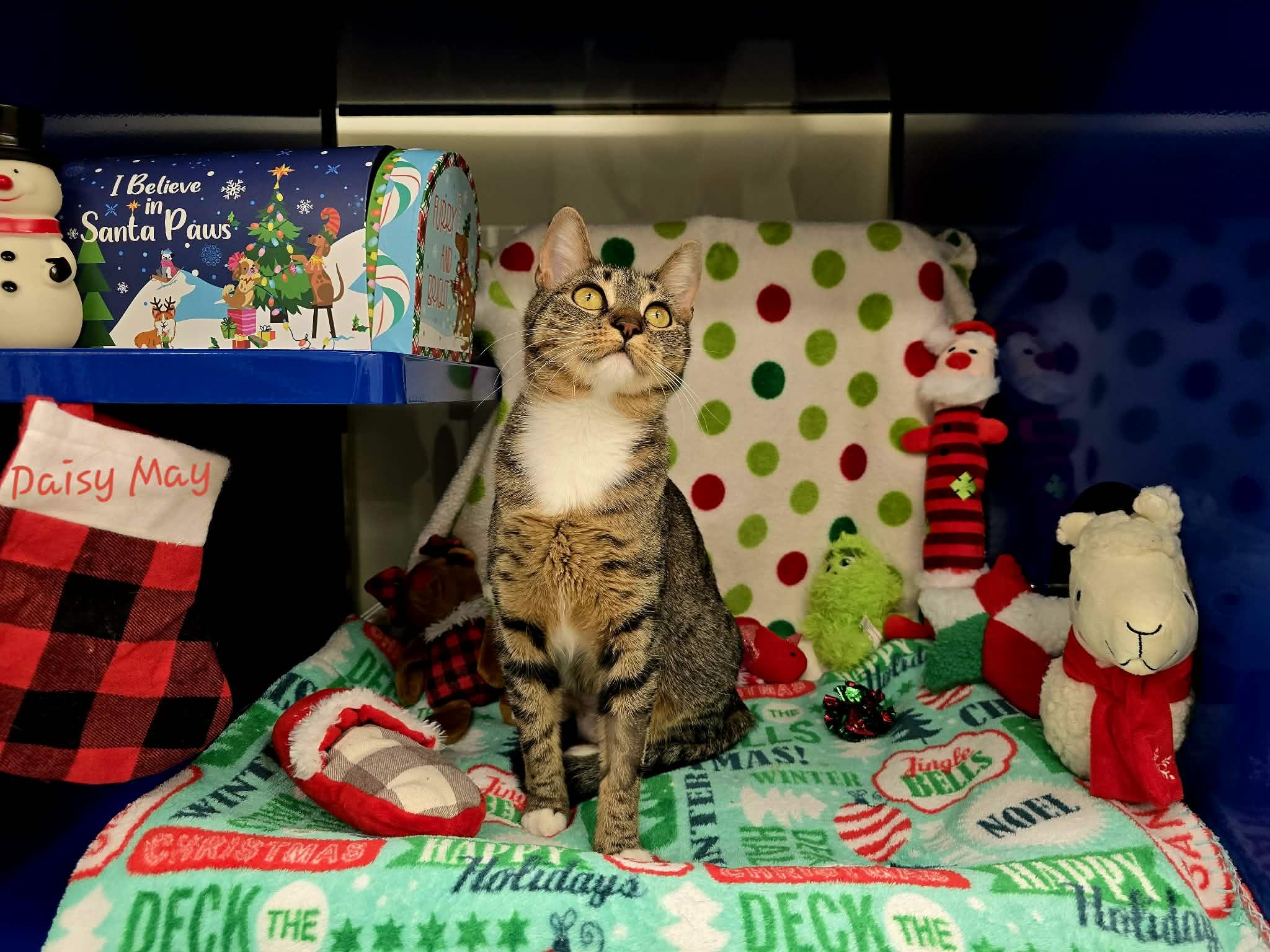 Daisy Mae, ADOPTABLE, Adult Female Domestic Short Hair.