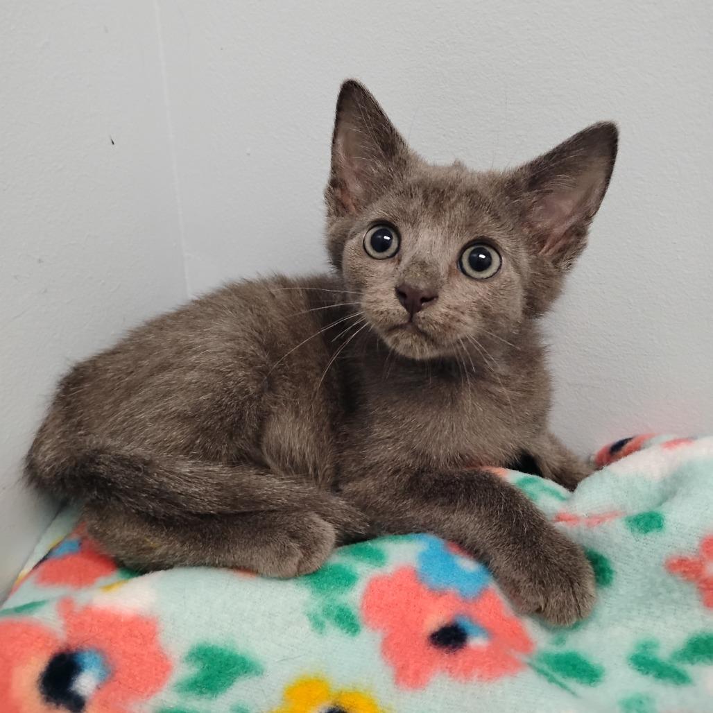Enlarge Sterling, a Adoptable Domestic Short Hair in Winchester, TN image 1/1