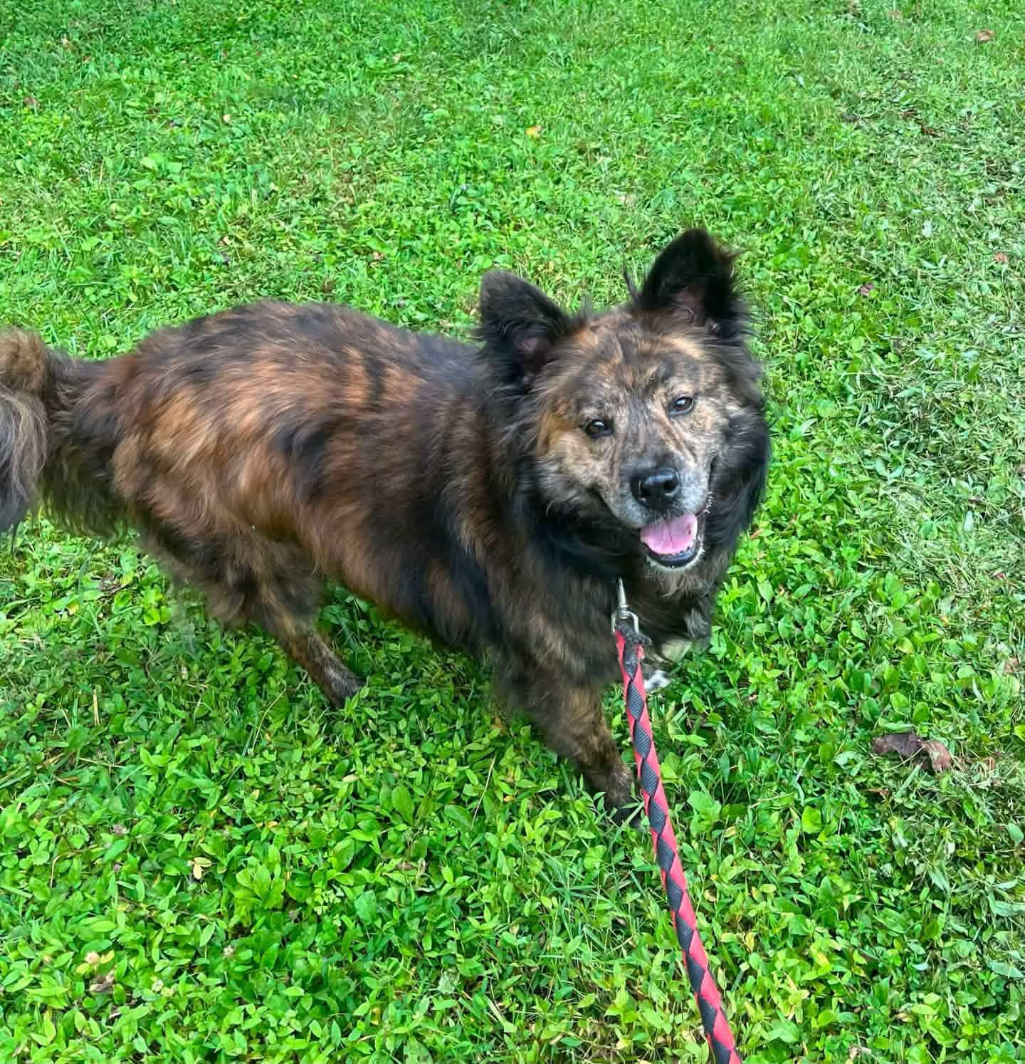 Roxanne, Adopted, Adult Female Chow Chow.