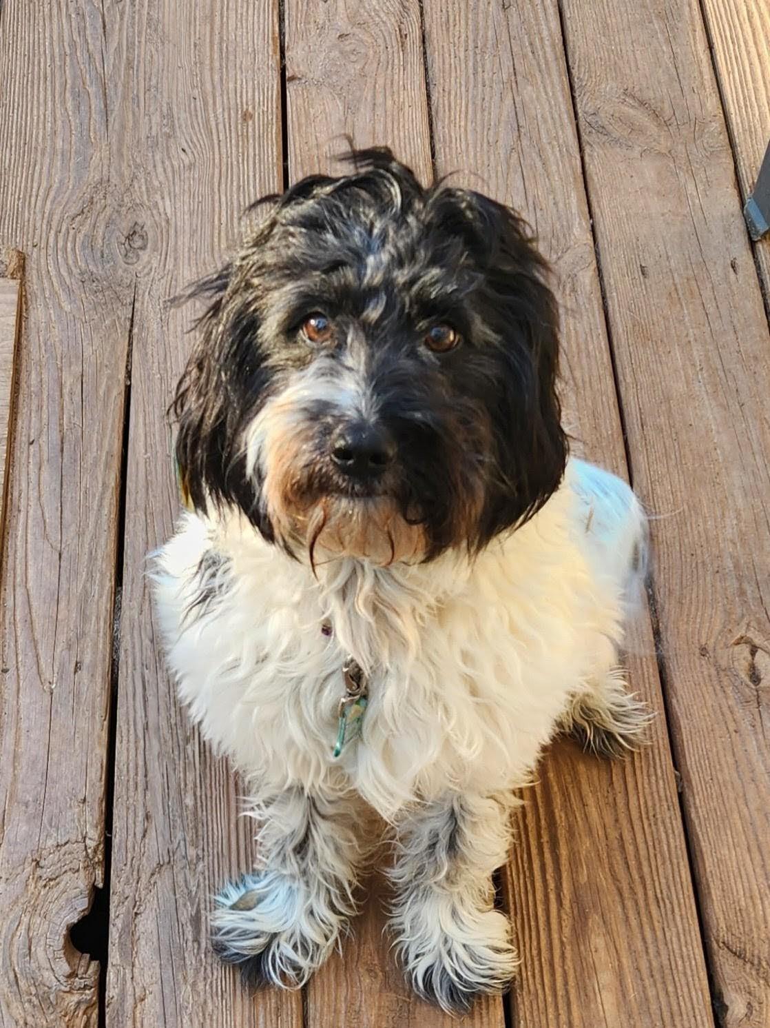 Enlarge MURPHY--BIO ADDED!!, an adopted mixed breed in Troutman, NC image 4/5