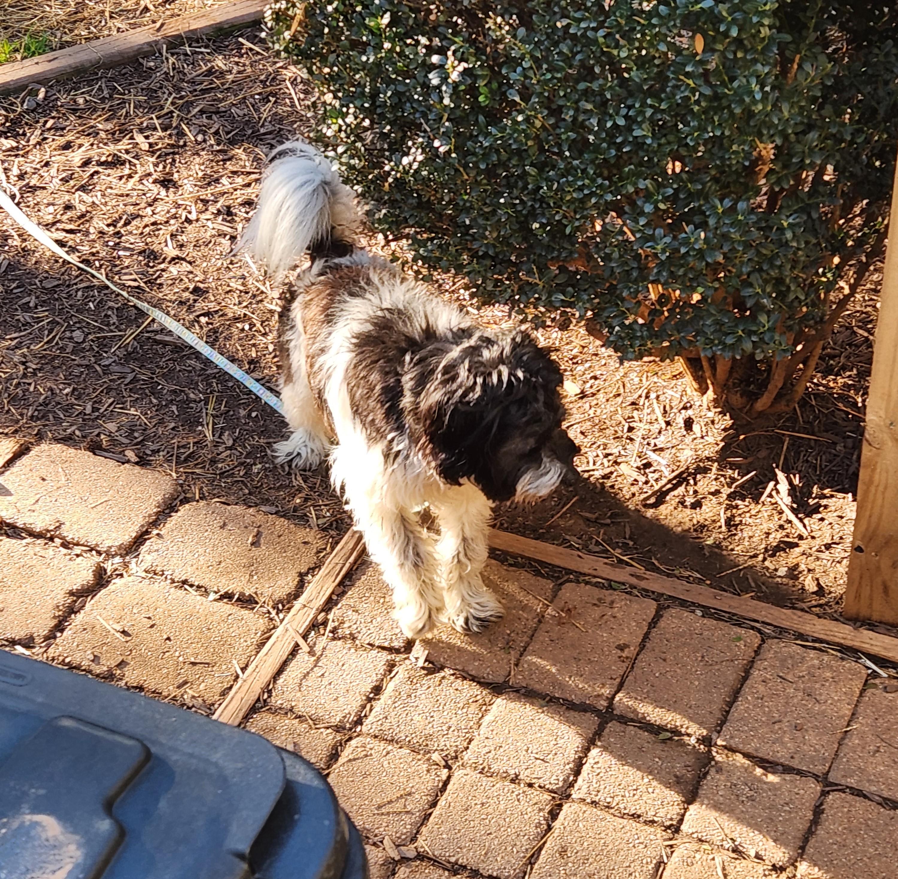 Enlarge MURPHY--BIO ADDED!!, an adopted mixed breed in Troutman, NC image 5/5