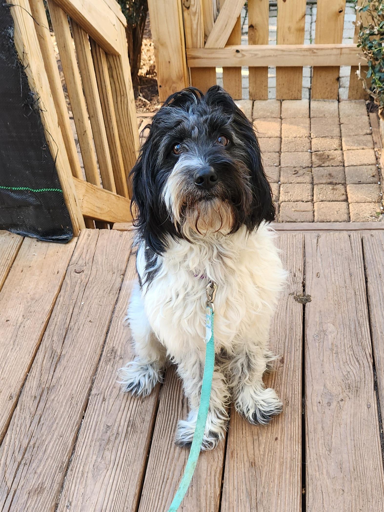 Enlarge MURPHY--BIO ADDED!!, an adopted mixed breed in Troutman, NC image 3/5