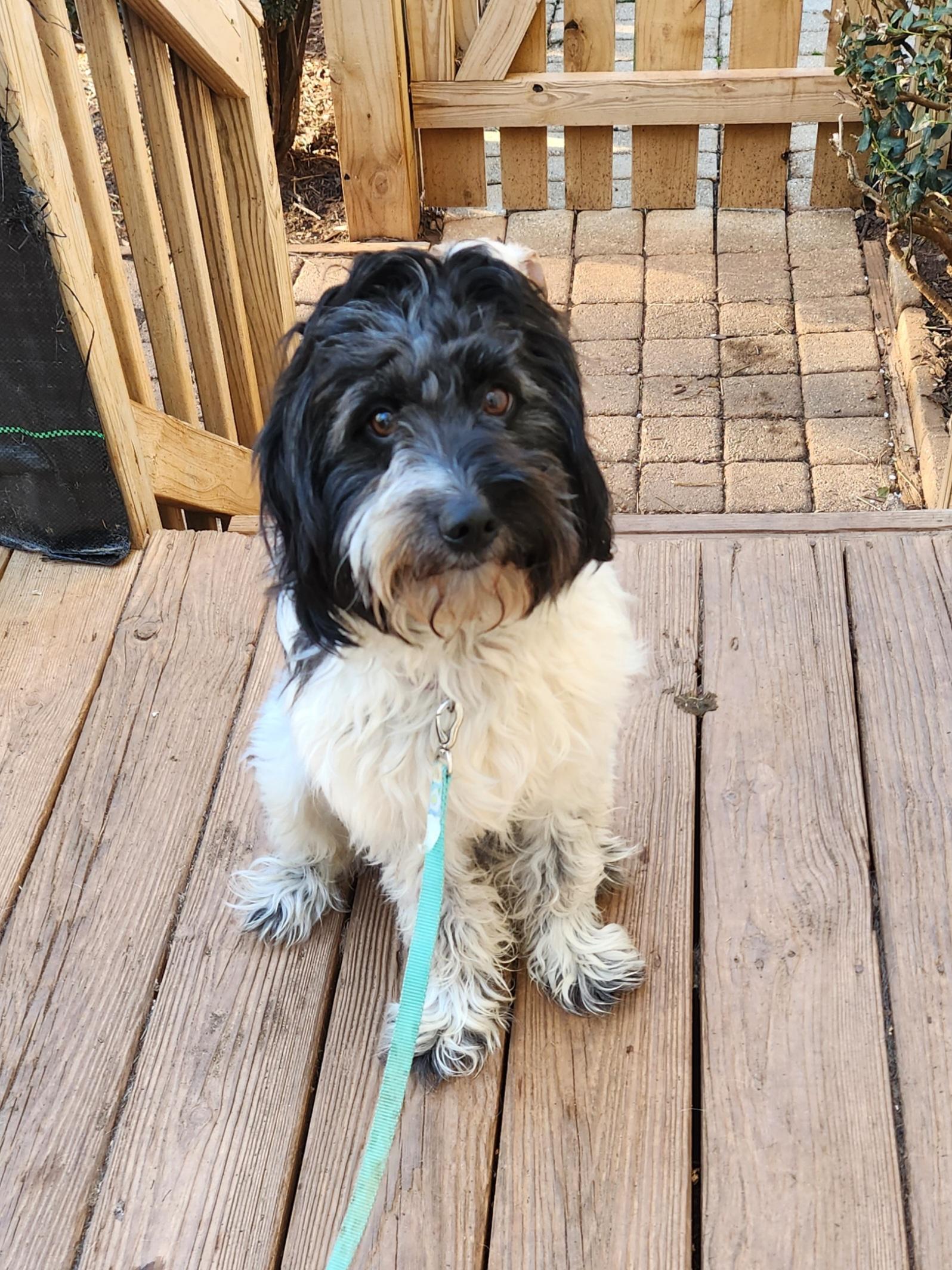 Enlarge MURPHY--BIO ADDED!!, an adopted mixed breed in Troutman, NC image 1/5