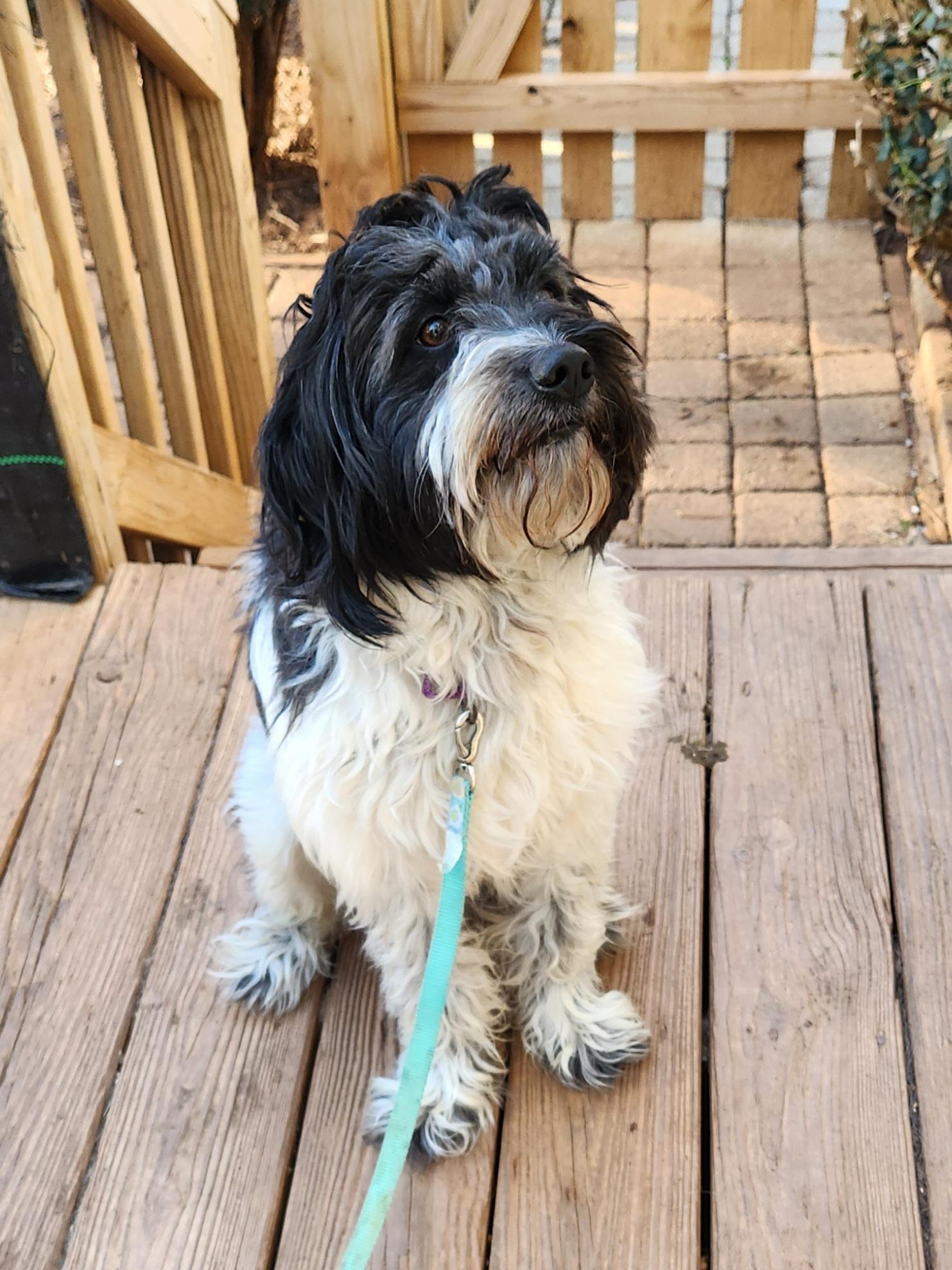 Enlarge MURPHY--BIO ADDED!!, an adopted mixed breed in Troutman, NC image 2/5