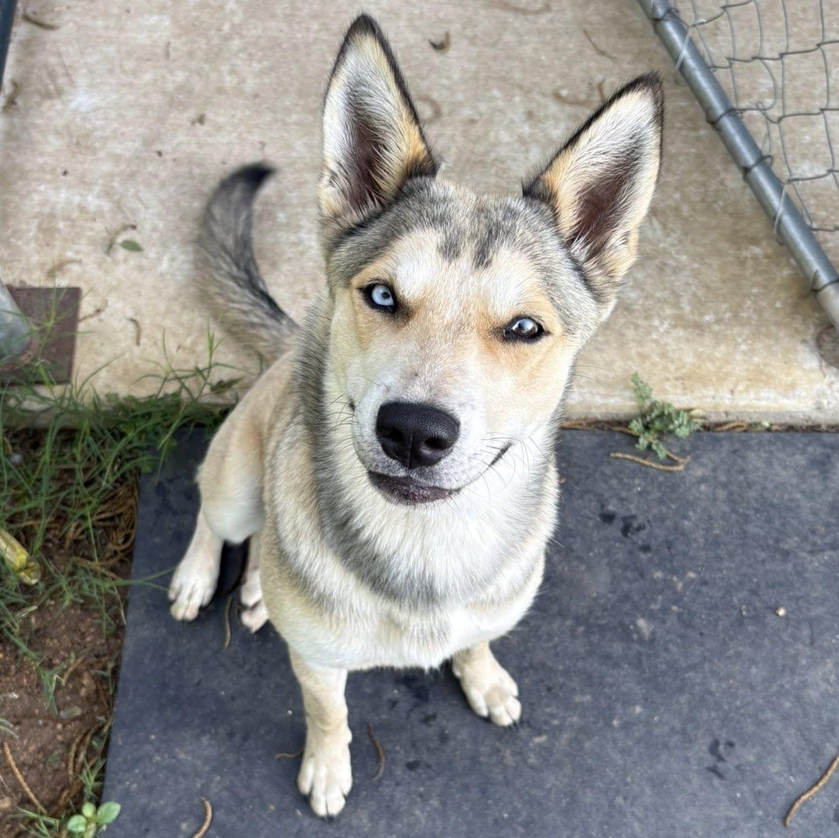Fawn, a ADOPTABLE mixed breed in Llano, TX image 1/6