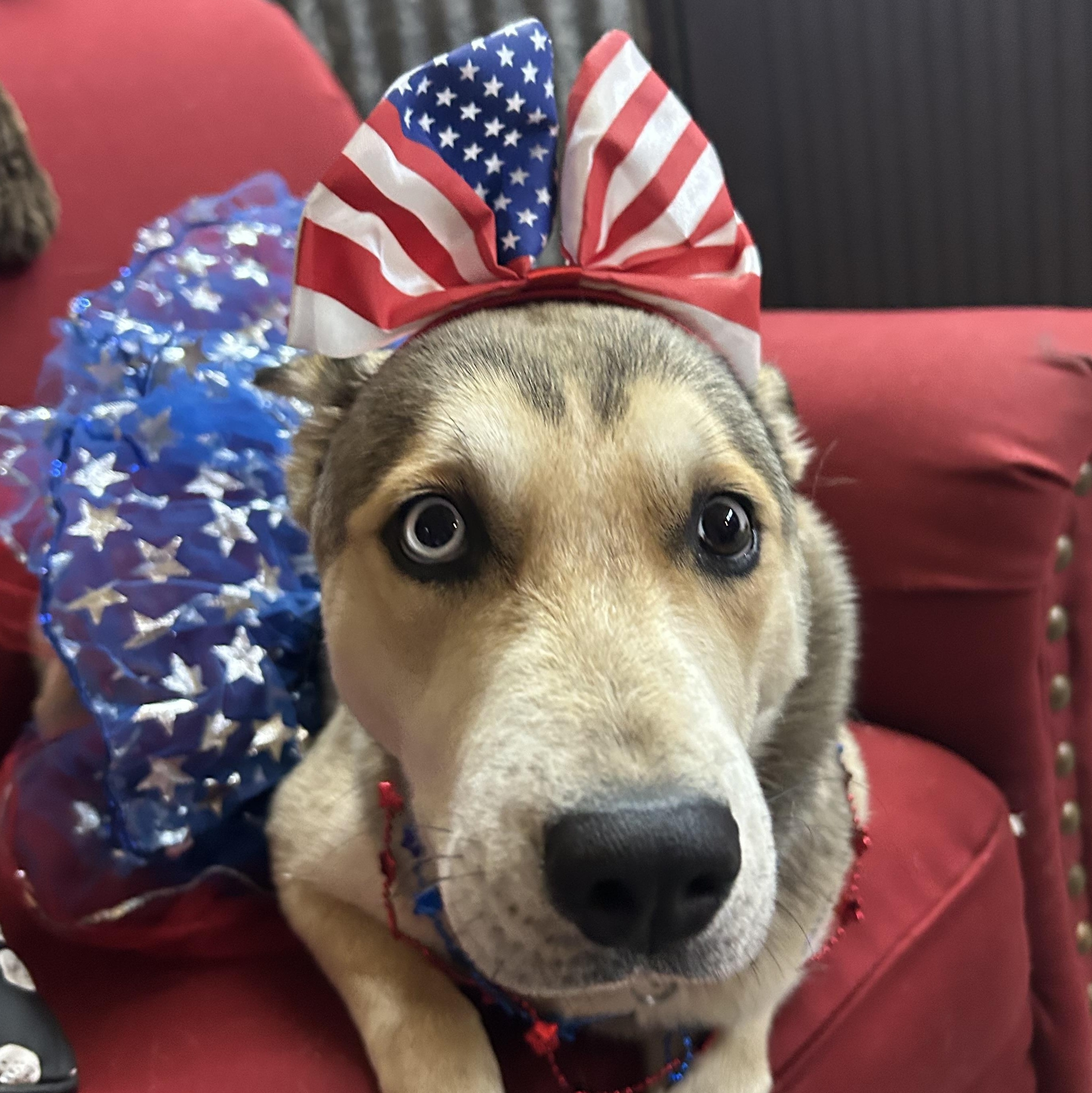 Fawn, a ADOPTABLE mixed breed in Llano, TX image 5/6