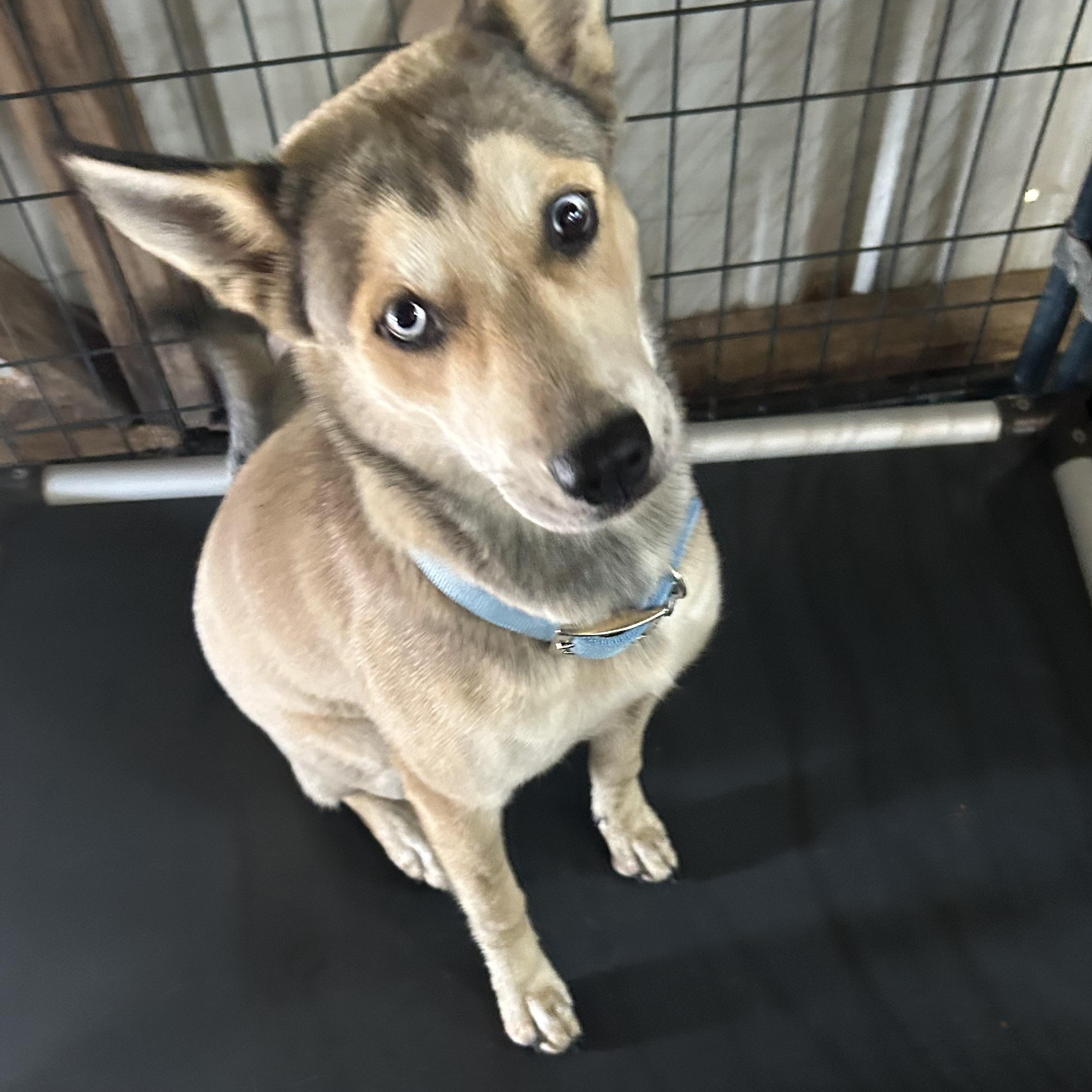 Fawn, a ADOPTABLE mixed breed in Llano, TX image 4/6