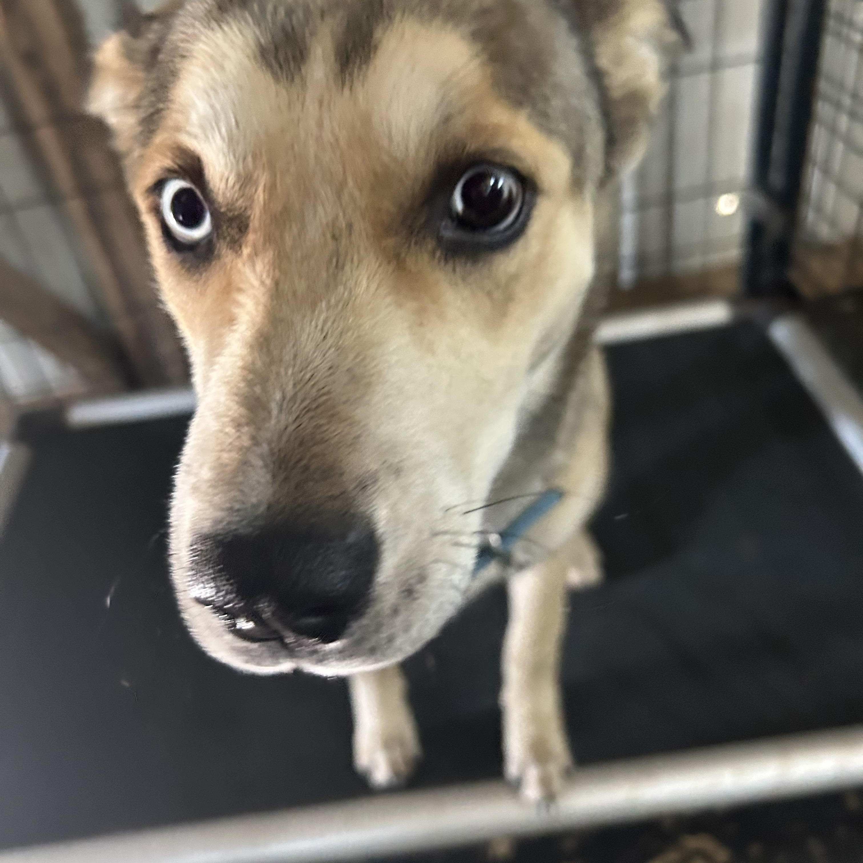 Fawn, a ADOPTABLE mixed breed in Llano, TX image 6/6