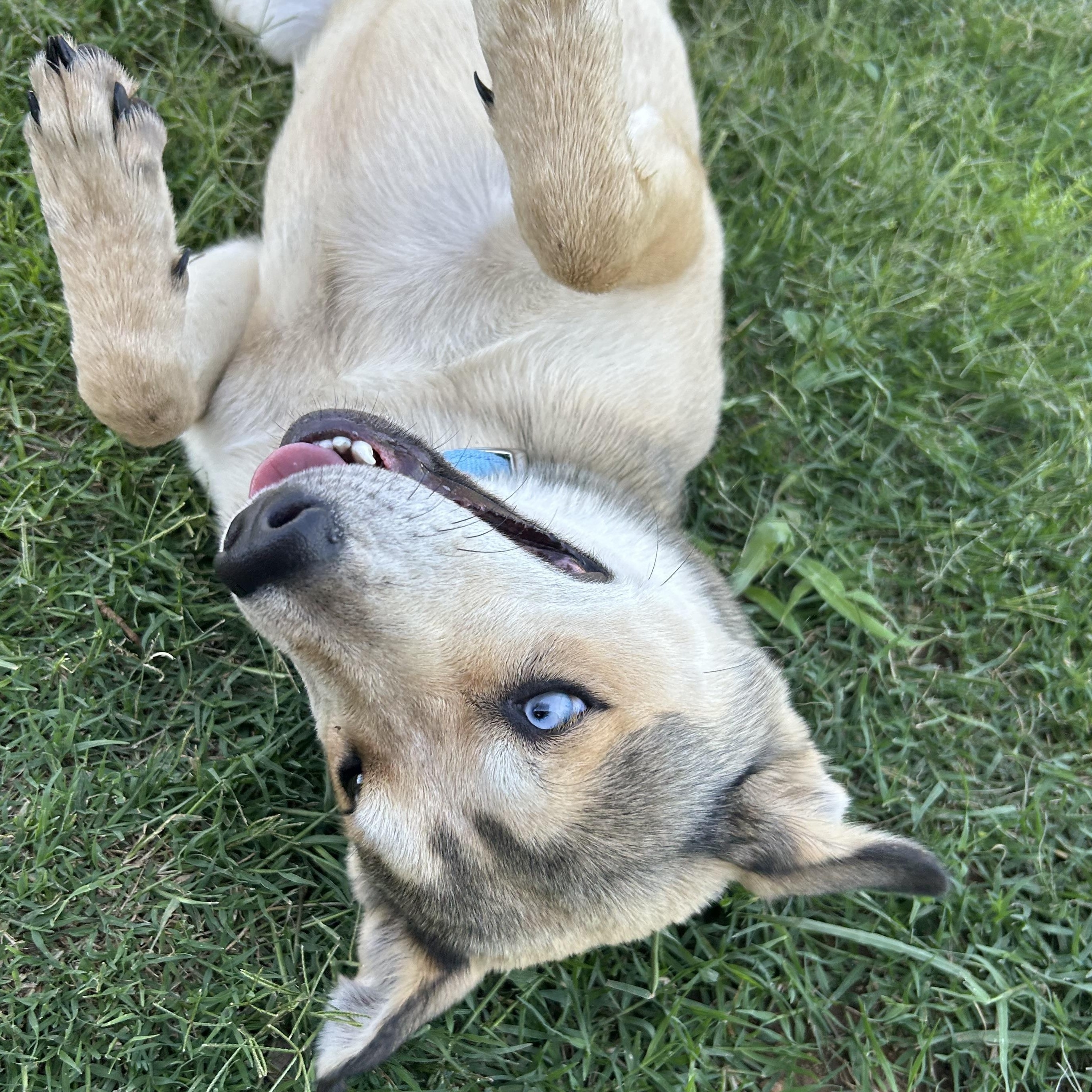 Fawn, a ADOPTABLE mixed breed in Llano, TX image 2/6