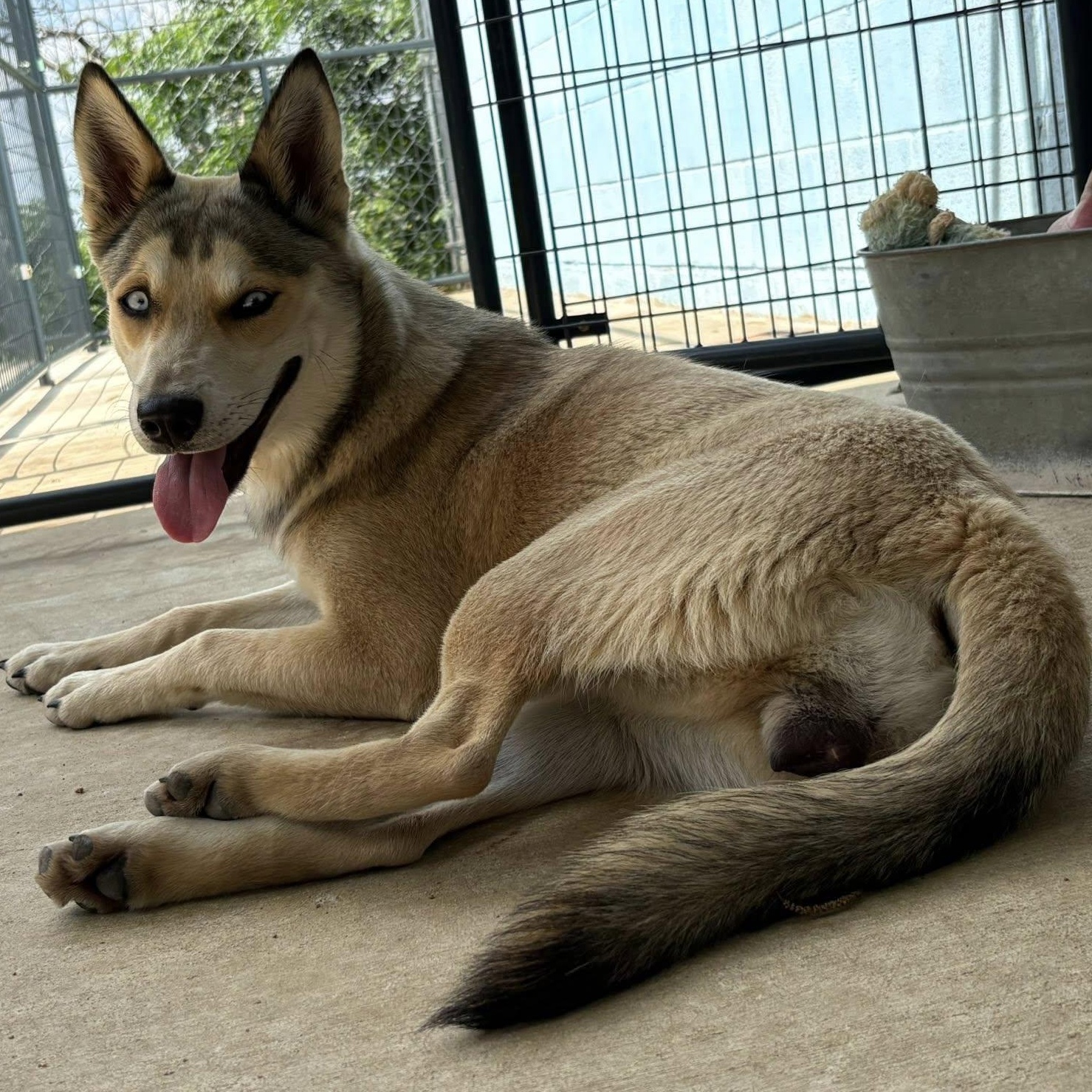 Fawn, a ADOPTABLE mixed breed in Llano, TX image 3/6