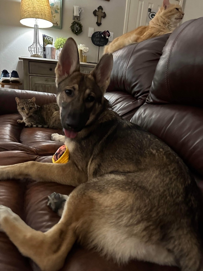 ~fabulous Foxy~, a Adopted German Shepherd Dog in Burlington, NC image 1/5