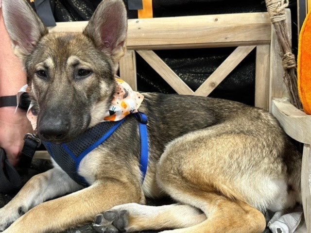 ~fabulous Foxy~, a Adopted German Shepherd Dog in Burlington, NC image 2/5