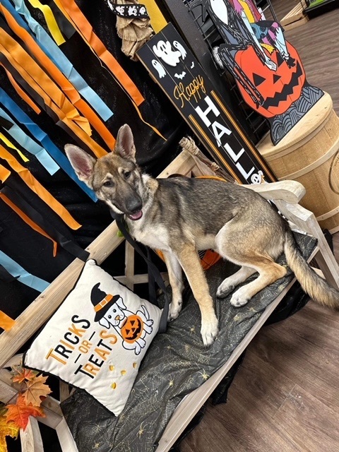 ~fabulous Foxy~, a Adopted German Shepherd Dog in Burlington, NC image 3/5