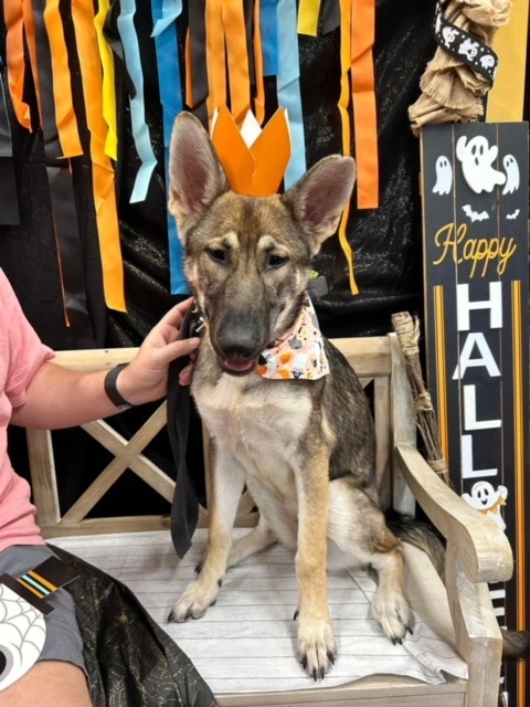 ~fabulous Foxy~, a Adopted German Shepherd Dog in Burlington, NC image 4/5
