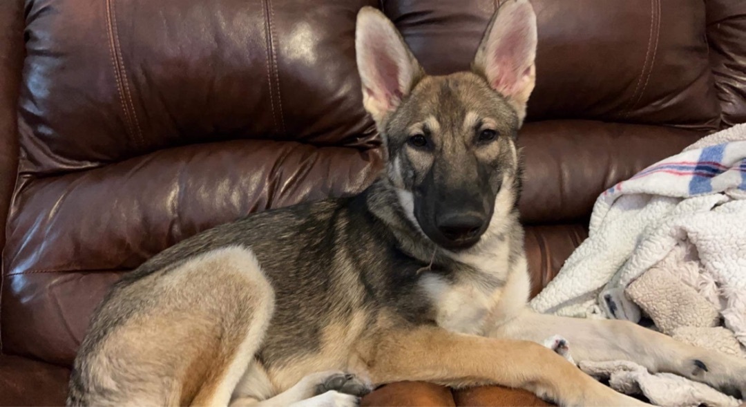 ~fabulous Foxy~, a Adopted German Shepherd Dog in Burlington, NC image 5/5