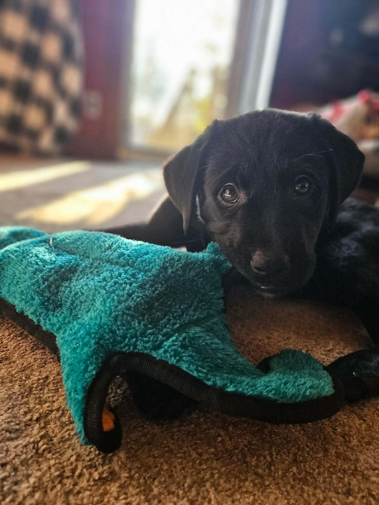 Dasher, adoptable, Puppy Male Labrador Retriever.