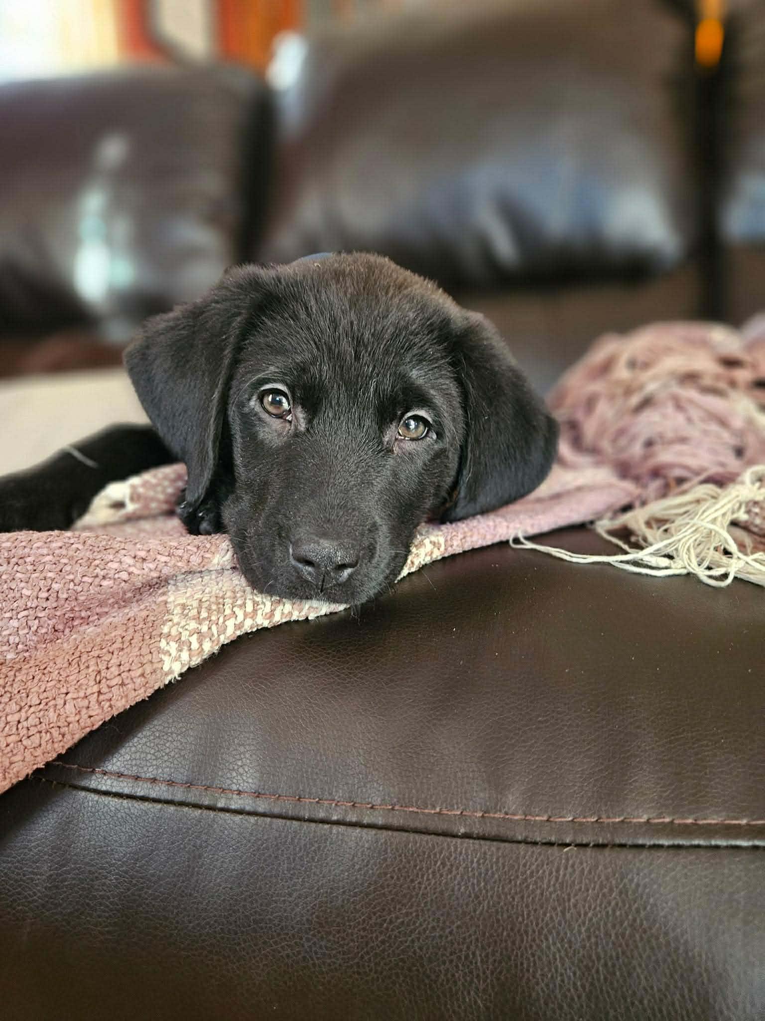 Dasher, adoptable, Puppy Male Labrador Retriever.