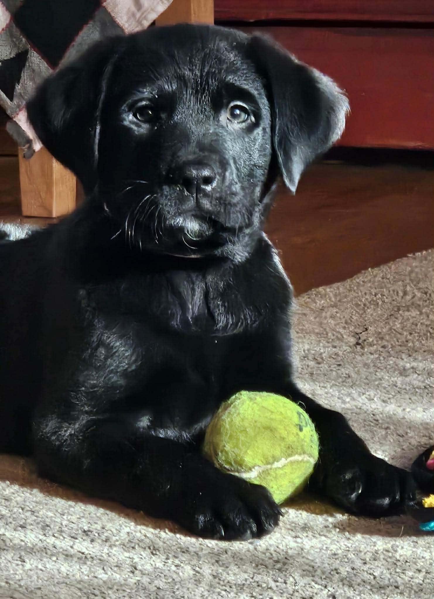 Enlarge Dasher, an adopted mixed breed in Brunswick, ME image 3/6