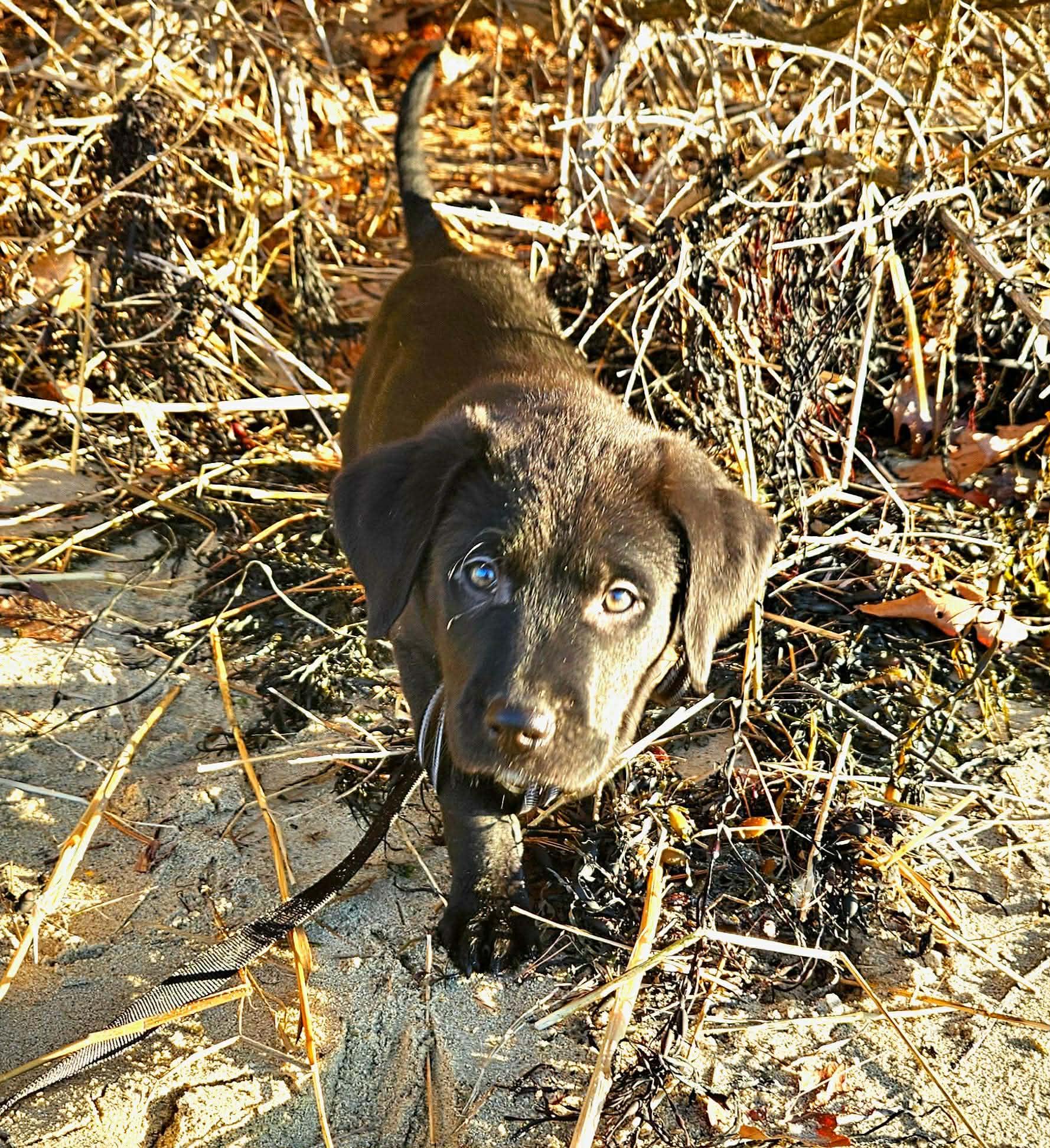 Enlarge Dasher, an adoptable mixed breed in Brunswick, ME image 6/6