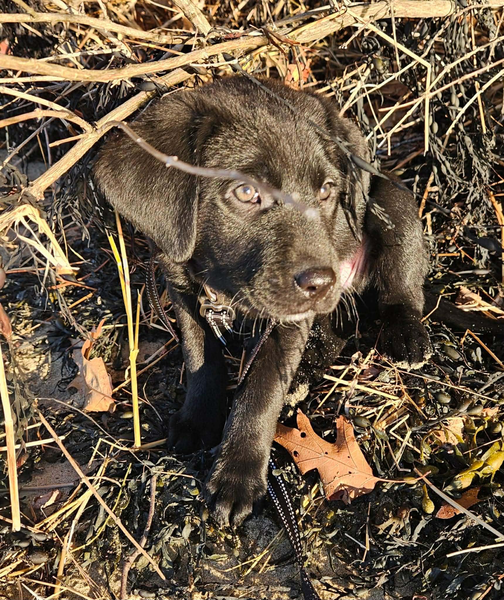 Enlarge Dasher, an adoptable mixed breed in Brunswick, ME image 5/6