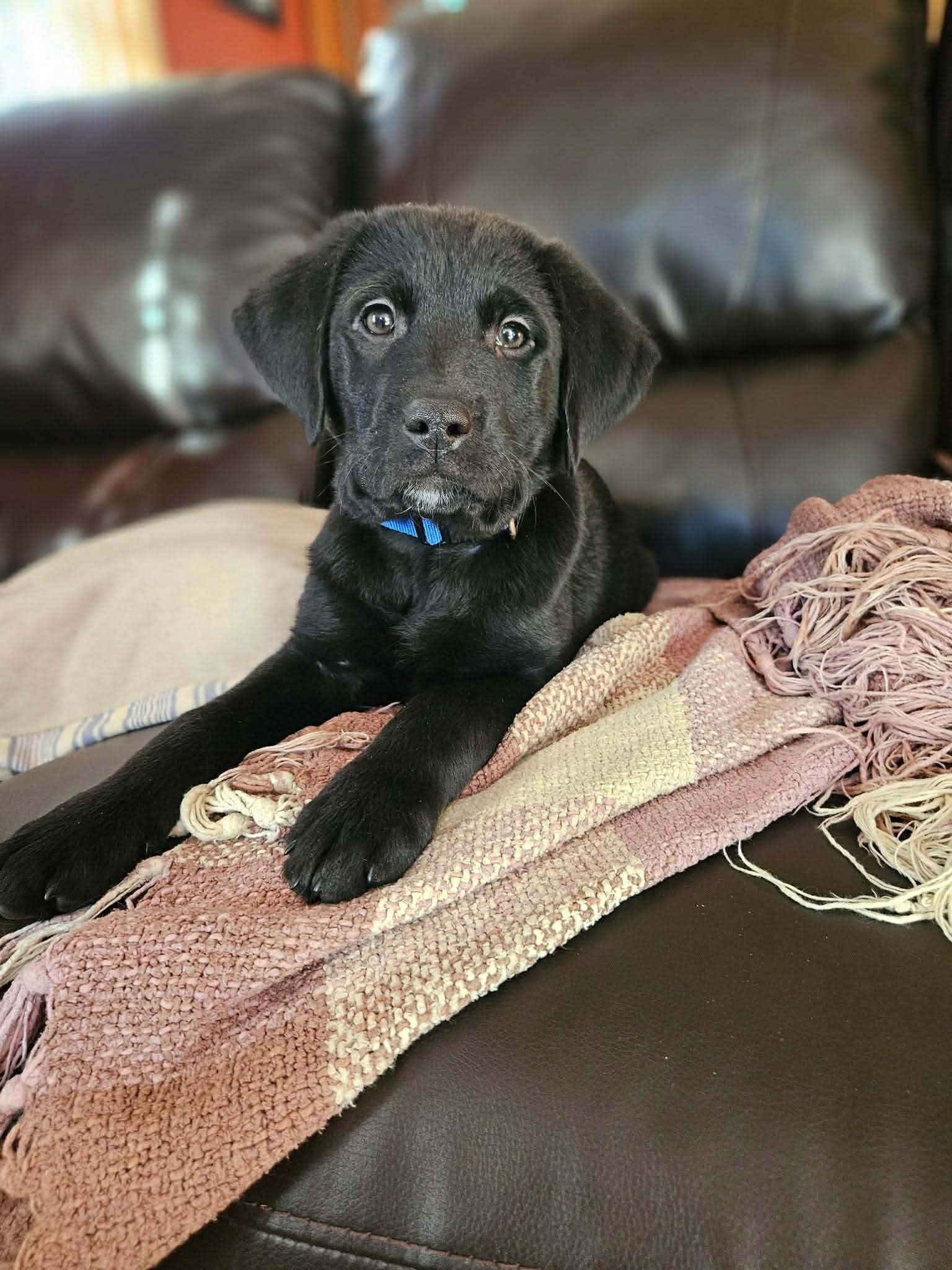 Enlarge Dasher, an adopted mixed breed in Brunswick, ME image 2/6