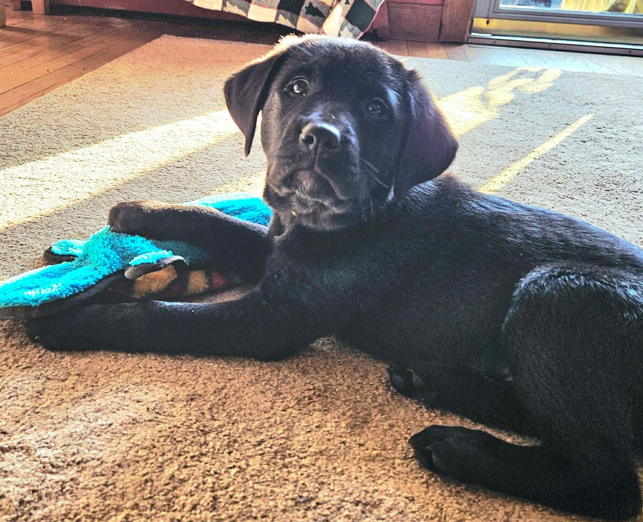 Enlarge Dasher, an adoptable mixed breed in Brunswick, ME image 3/6