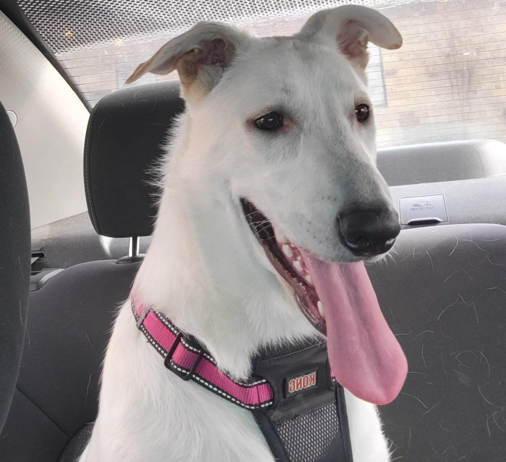 Kalei, Adult Female Great Pyrenees