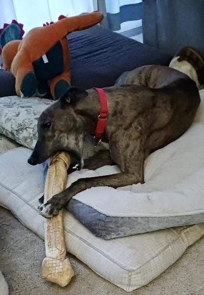 Buddy, Adopted, Adult Male Greyhound.