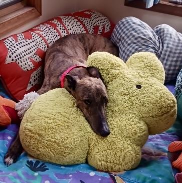 Enlarge Buddy, a Adopted Greyhound in New Hope, PA image 2/4