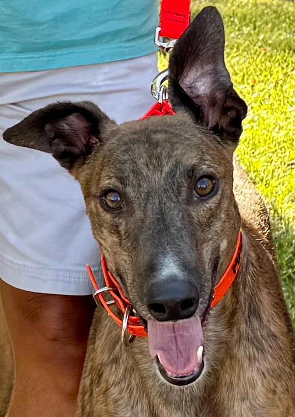 Enlarge Buddy, a Adopted Greyhound in New Hope, PA image 3/4