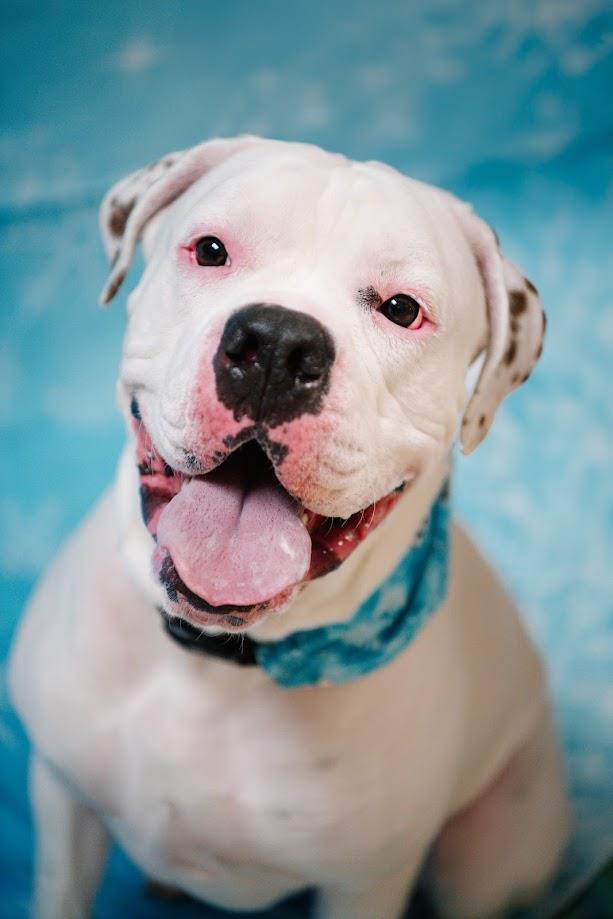 Chancellor, Adoptable, Adult Male American Bulldog & Boxer.