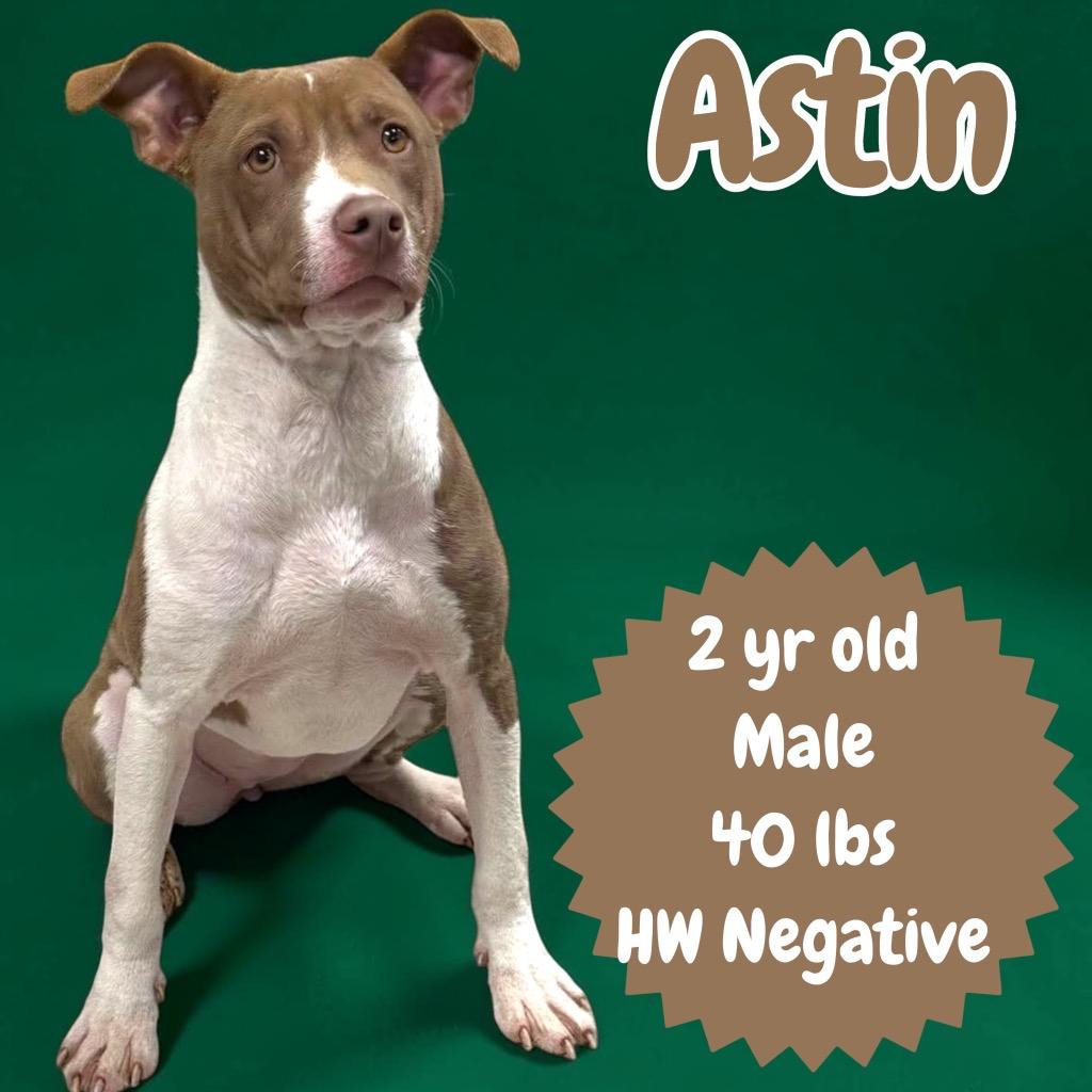 Enlarge Astin, a Adoptable Pit Bull Terrier in Sorrento, LA image 1/4