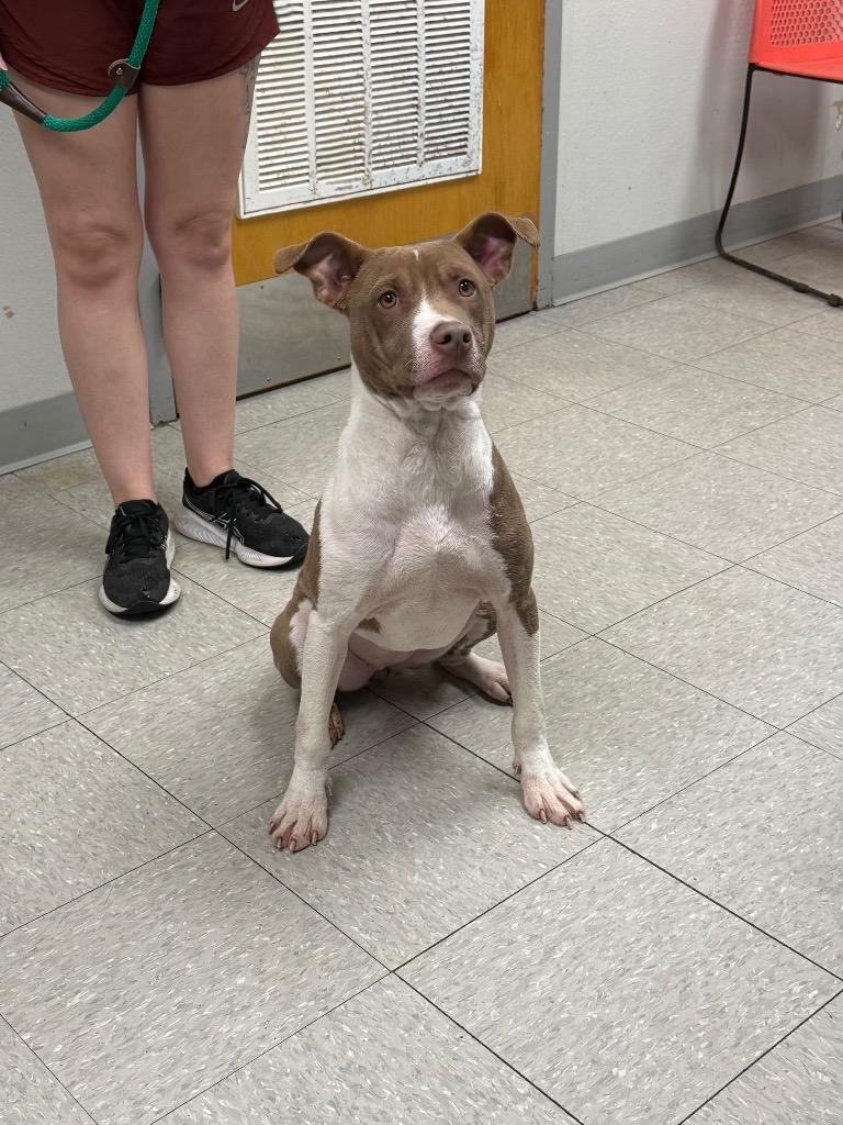 Enlarge Astin, a Adoptable Pit Bull Terrier in Sorrento, LA image 2/4