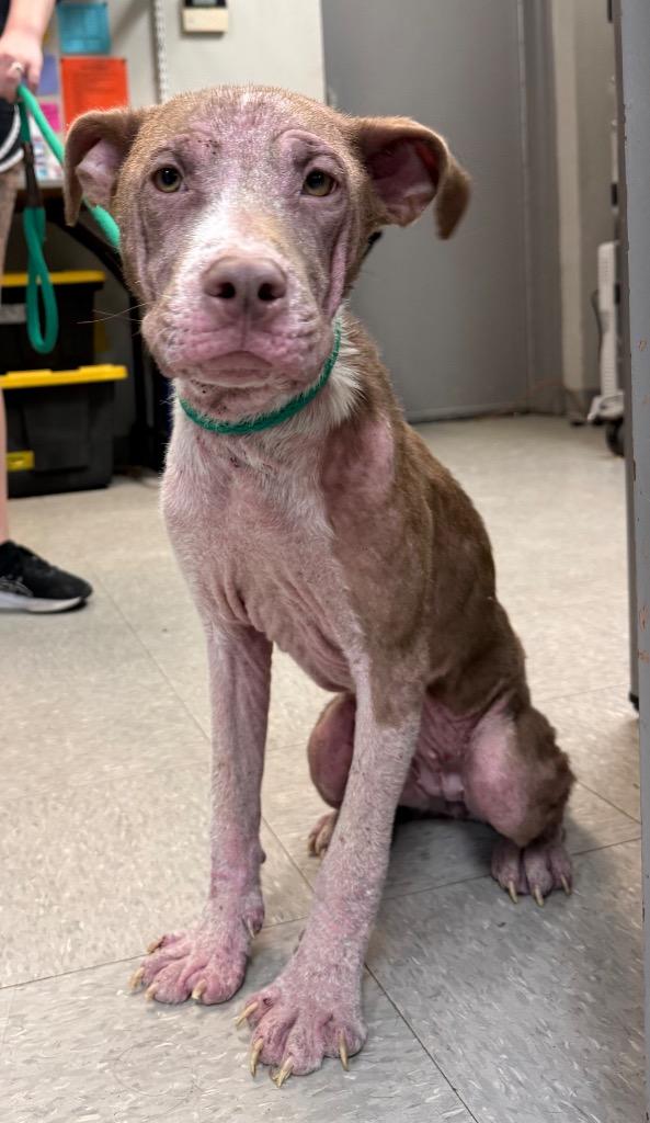 Enlarge Astin, a Adoptable Pit Bull Terrier in Sorrento, LA image 3/4