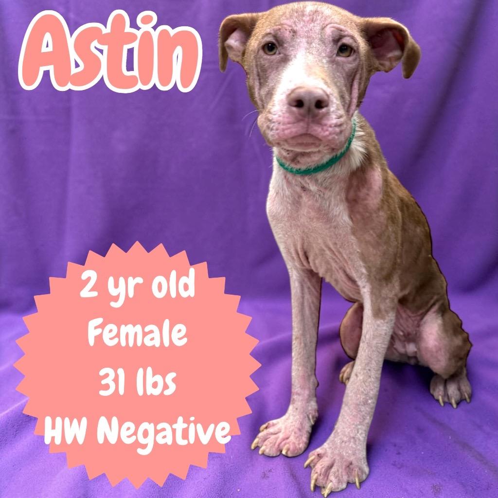 Enlarge Astin, a Adoptable Pit Bull Terrier in Sorrento, LA image 4/4