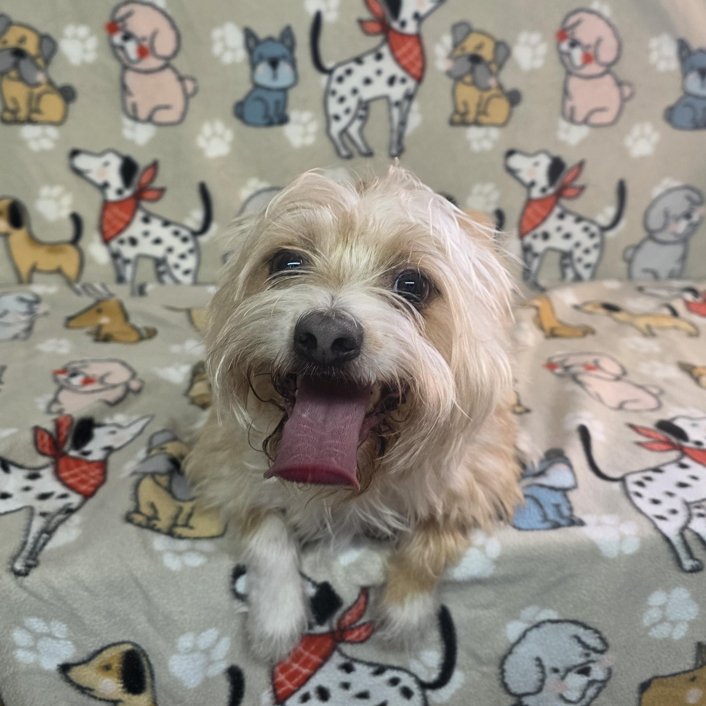 Enlarge Jasper, a ADOPTABLE mixed breed in Dallas, GA image 5/6