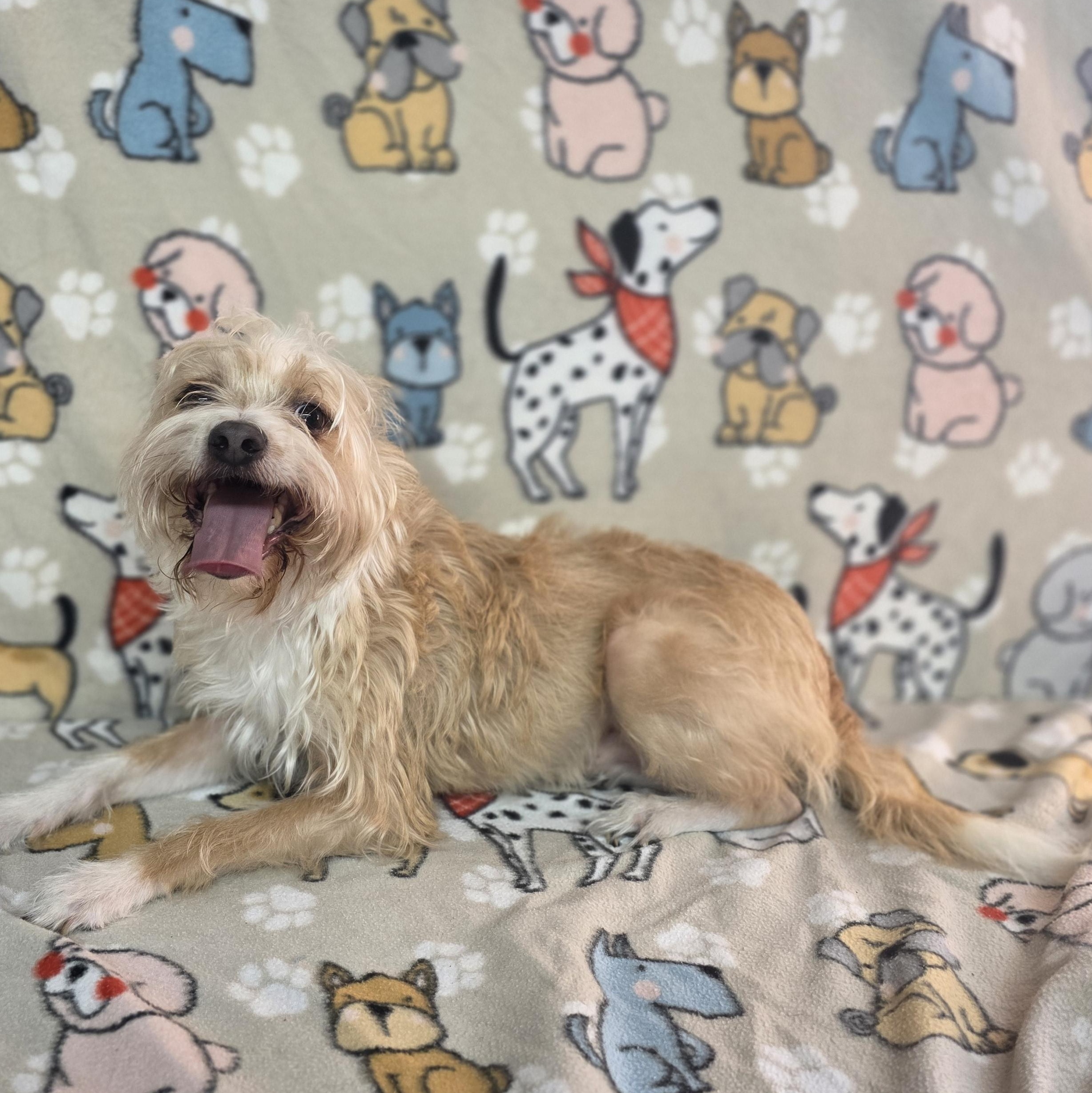 Jasper, ADOPTABLE, Adult Male Terrier & Yorkshire Terrier.